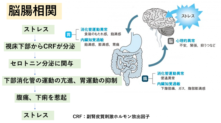 脳腸相関